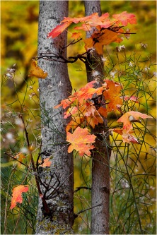 Autumn Bouquet, Zion National Park