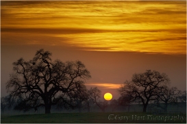 Oaks at Sunset, Sierra Foothills