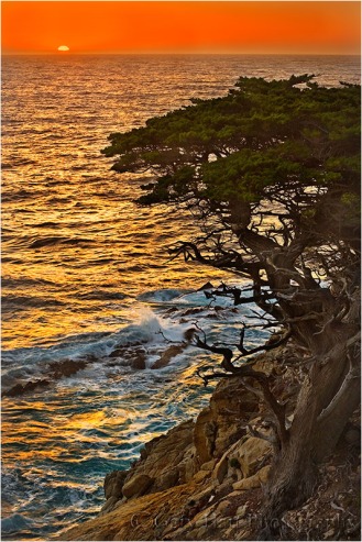 Gary Hart Photography: Cypress at Sunset, Point Lobos, Big Sur
