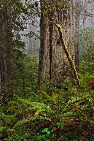 Forest Light, Lady Bird Johnson Grove, Redwood National Park