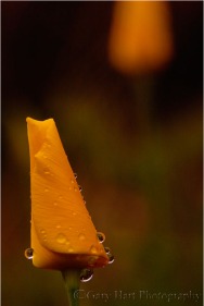 Raindrops on Poppy, California Gold Country