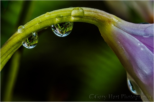 Raindrops, Orchid in Lava Tree State Park, Hawaii