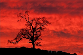 Red Sky, Oak at Sunset, Sierra Foothills