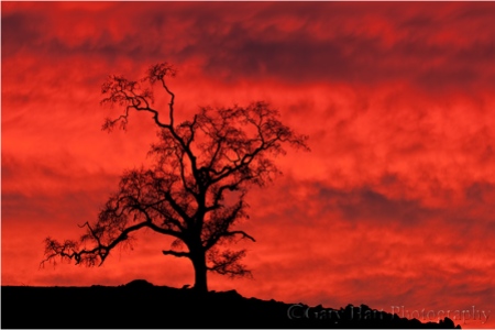 Red Sky, Oak at Sunset, Sierra Foothills