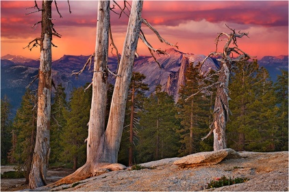 Sunset and Trees, Half Dome from Sentinel Dome, Yosemite