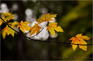 Gary Hart Photography, Autumn Light, Yosemite