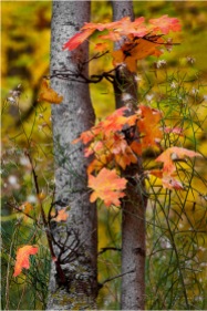 Gary Hart Photography: Autumn Bouquet, Zion