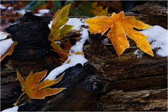 Gary Hart Photography: Leaves and Snow, Cathedral Beach, Yosemite