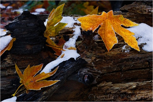 Gary Hart Photography: Leaves and Snow, Cathedral Beach, Yosemite