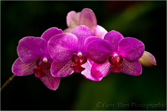 Orchids, Hawaii Tropical Botanical Garden, Hawaii