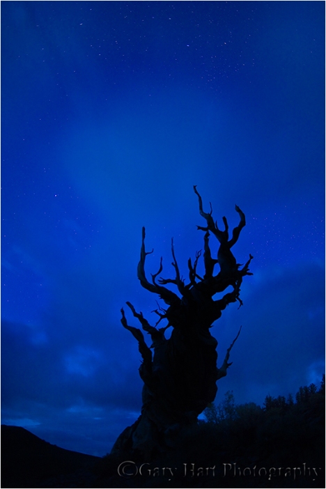 Gary Hart Photography: Bristlecone Starlight, White Mountains, California