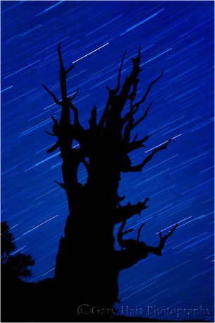 Star Trails, Bristlecone Pine Forest, California