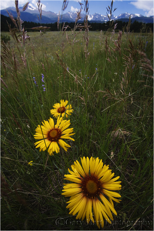 Spring Meadow, Rocky Mountain National Park, Colorado