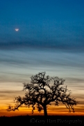 Gary Hart Photography: Oak and Crescent, Sierra Foothills, California