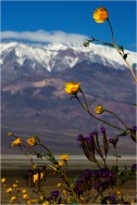 Gary Hart Photography: Desert Gold and Telescope Peak, Death Valley