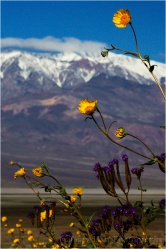 Gary Hart Photography: Desert Gold and Telescope Peak, Death Valley