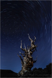 Gary Hart Photography: Cradled Moon, Schulman Grove, Bristlecone Pine Forest, California