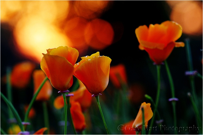 Gary Hart Photography: Backlit Poppies, Folsom, California