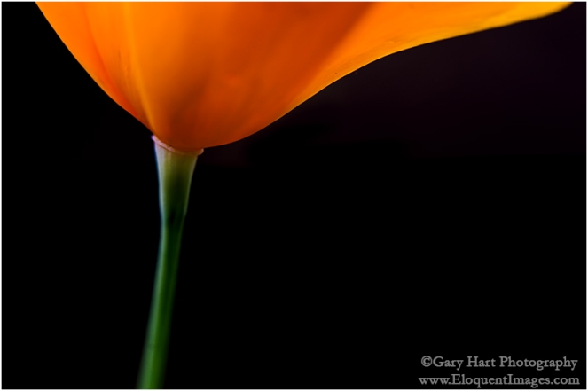 Gary Hart Photography: Simple Elegance, California Poppy, Sierra Foothills