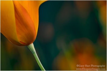 Gary Hart Photography: Kaleidoscope Poppy, Sierra Foothills, California