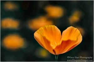Gary Hart Photography: Catching Light, California Poppy, Sierra Foothills