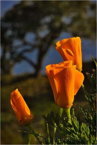 Poppies and Oak, Big Sur