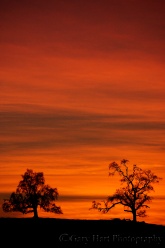 Gary Hart Photography: Flaming Oaks, Sierra Foothills, California