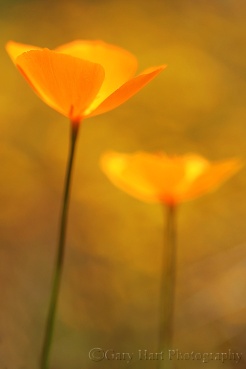 Gary Hart Photography: Champagne Glass Poppies, Merced River Canyon