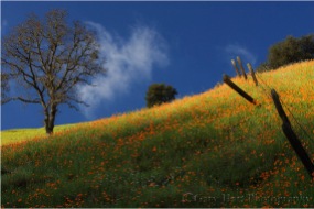 Gary Hart Photography: Poppy Hillside, California Gold Country