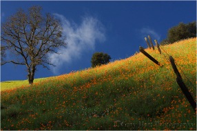 Gary Hart Photography: Poppy Hillside, California Gold Country