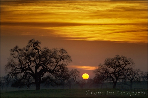 Gary Hart Photography: Oaks at Sunset, Sierra Foothills