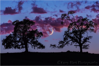 Crescent Moon and Oaks at Dusk, Sierra Foothills, California