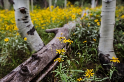 Wildflowers and Aspen, North Rim, Grand Canyon