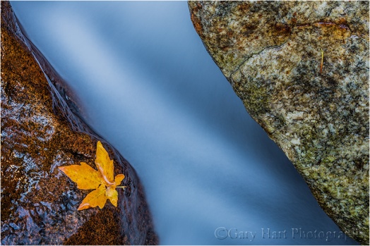 Leaf, Bridalveil Creek, Yosemite