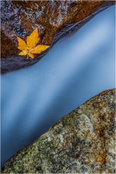 Gary Hart Photography, Single Leaf, Bridalveil Creek, Yosemite