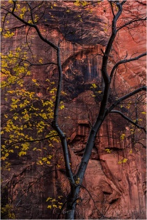 Tree and Sandstone, Virgin River Canyon, Zion National Park
