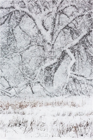 White-Out, Cook's Meadow, Yosemite