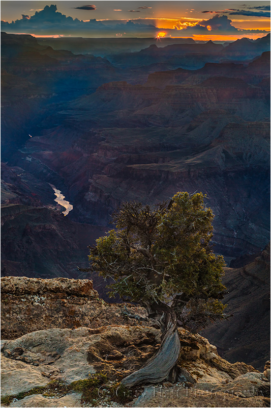 Tree and Sunstar, Lipan Point, Grand Canyon