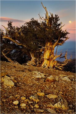 Gary Hart Photography, Bristlecone Moonrise