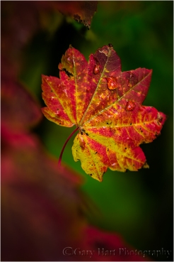 Gary Hart Photography, Mt. Hood Autumn Leaf