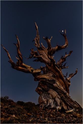 Gary Hart Photography, Bristlecone Moon, Schulman Grove, White Mountains, California