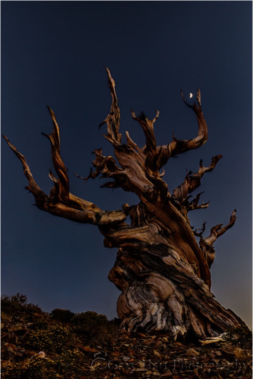 Gary Hart Photography, Bristlecone Moon, Schulman Grove, White Mountains, California