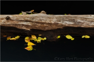 Gary Hart Photography, Yosemite autumn leaves
