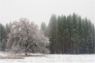Gary Hart Photography: Snowfall, Cook's Meadow, Yosemite