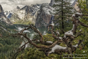 Gary Hart Photography: Old Tree, Half Dome and Bridalveil Fall, Yosemite