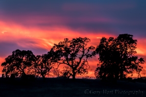 Gary Hart Photography: Flaming Oaks, Sierra Foothills, California