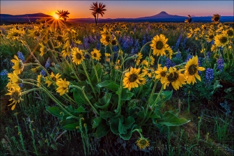 Gary Hart Photography: Wildflowers and Sunstar, Mt. Adams, Columbia River Gorge