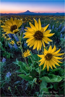 Gary Hart Photography: Wildflowers and Mt. Adams, Washington
