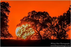 Gary Hart Photography: Big Sun, Sierra Foothills, California