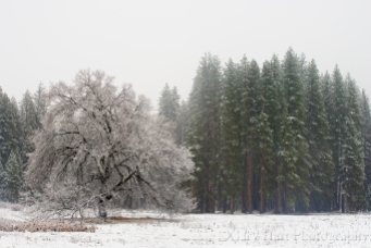 Gary Hart Photography: Elm in Blizzard, Cook's Meadow, Yosemite